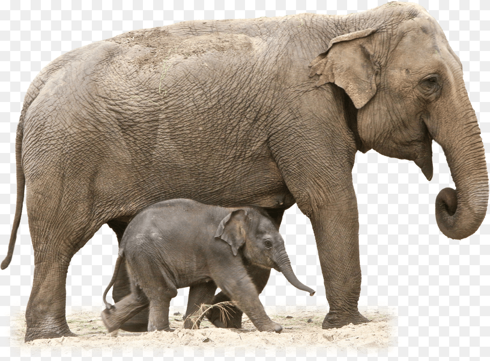 Elephant Elephant, Animal, Mammal, Wildlife Free Png