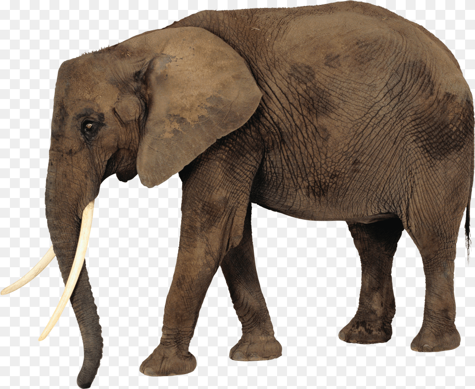 Elephant Elephant, Animal, Mammal, Wildlife Png