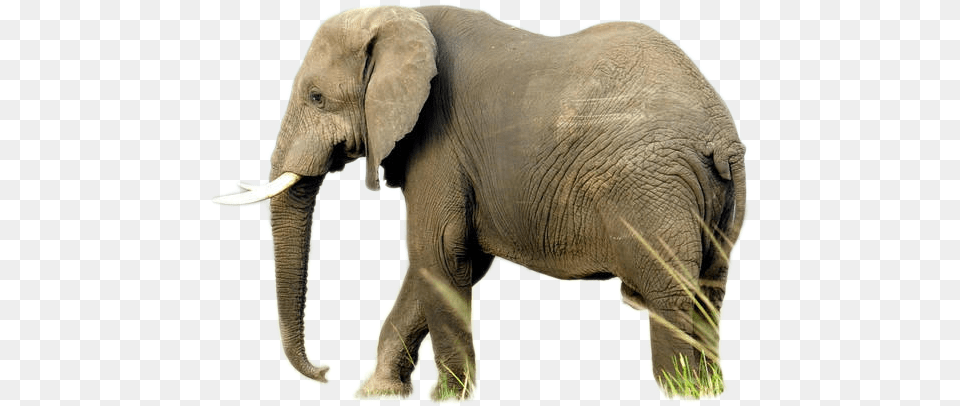 Elephant Elephant Hq, Animal, Mammal, Wildlife Free Png Download