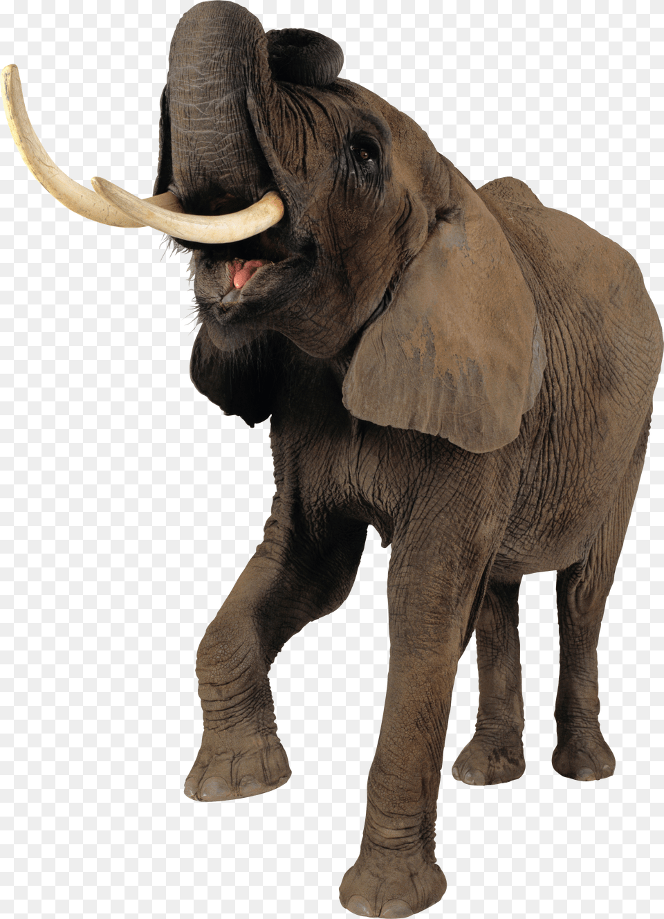 Elephant Elephant Transparent Background Png