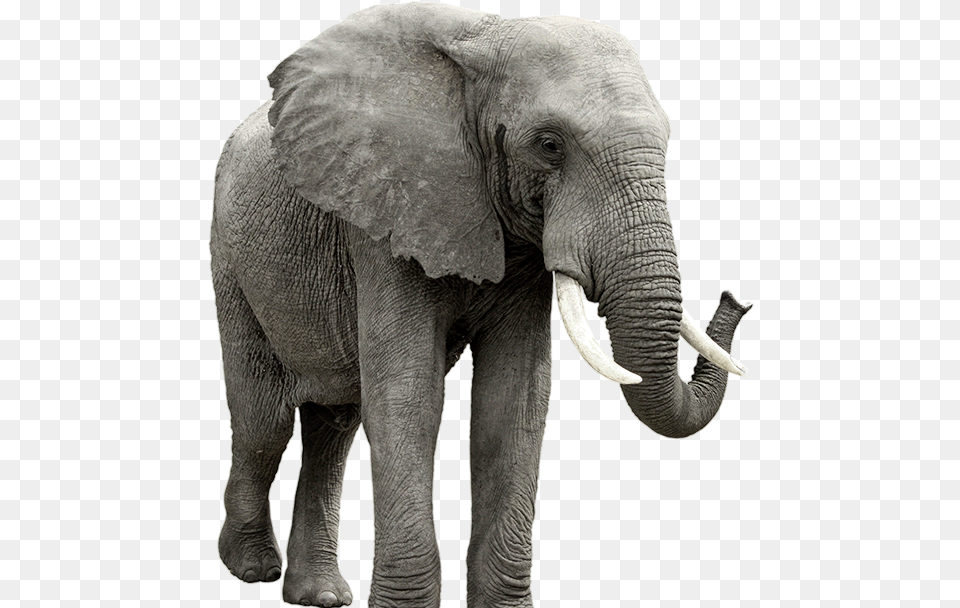 Elephant Elephant Background, Animal, Mammal, Wildlife Free Transparent Png