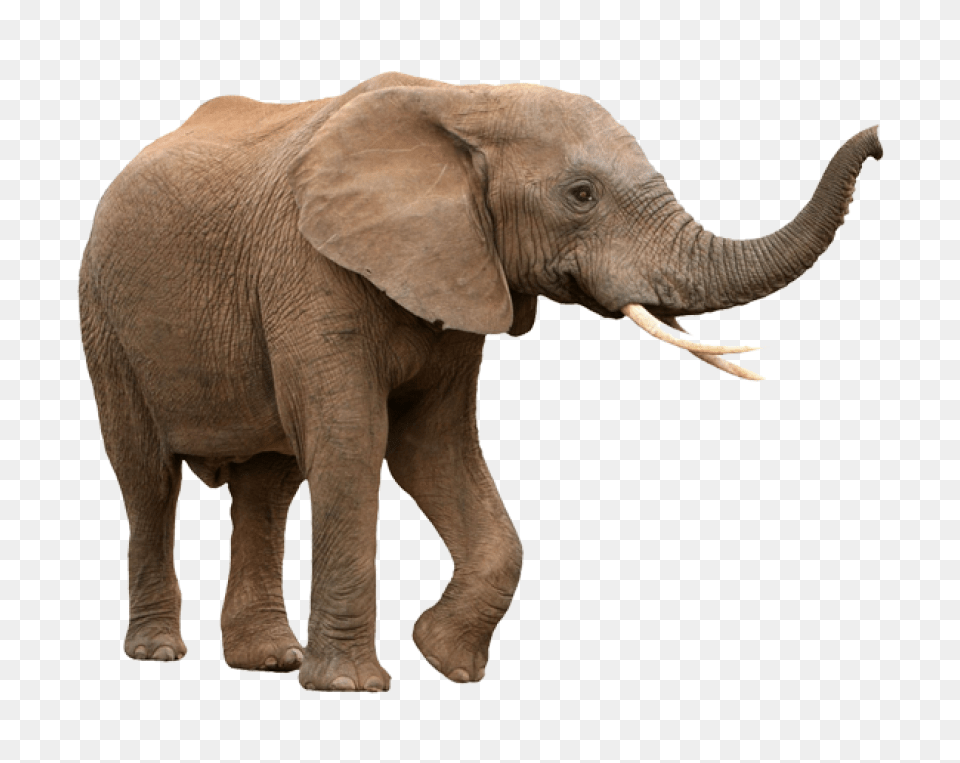 Elephant Elephant With White Background, Animal, Mammal, Wildlife Free Transparent Png