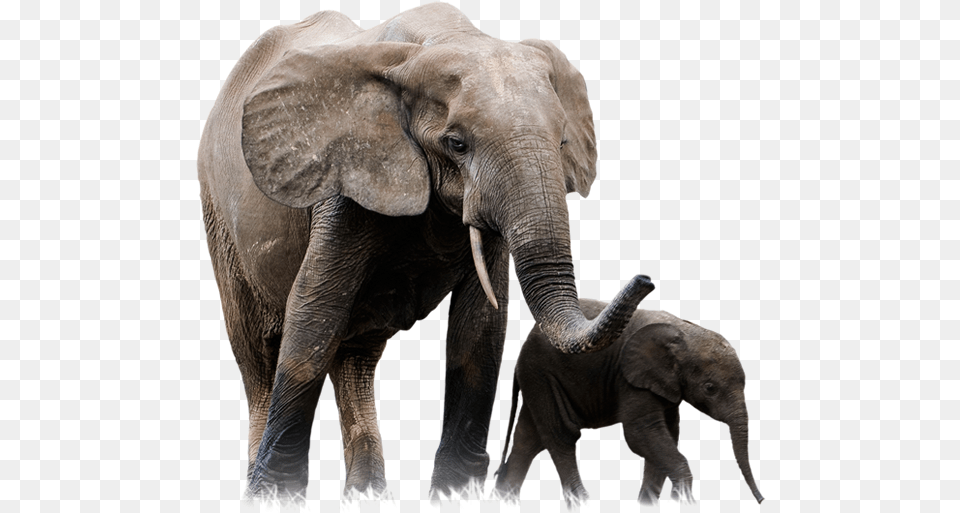 Elephant Elephants, Animal, Mammal, Wildlife Free Png Download