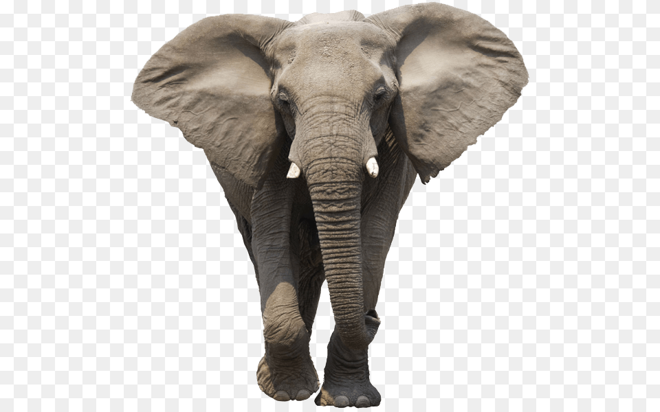 Elephant Face, Animal, Mammal, Wildlife Free Png Download