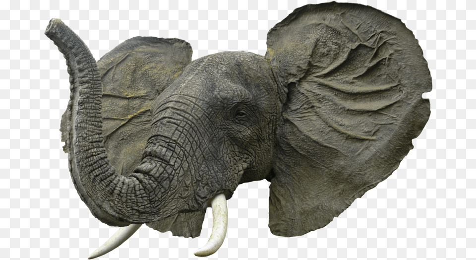 Elephant Face Image Elephant Head, Animal, Mammal, Wildlife Free Transparent Png
