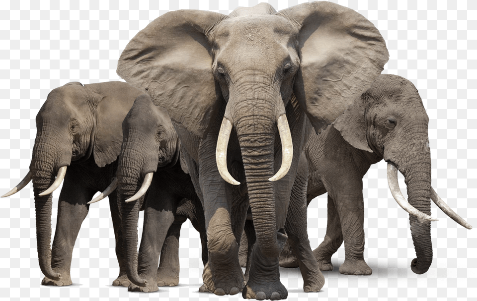 Elephant Family Transparent Image Elephants, Animal, Mammal, Wildlife Png