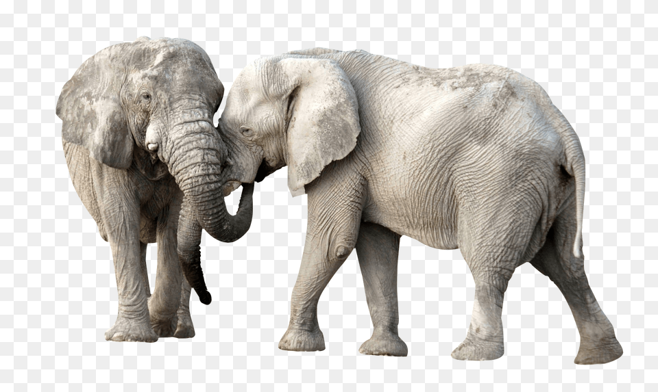 Elephant Fight Image, Animal, Mammal, Wildlife Png