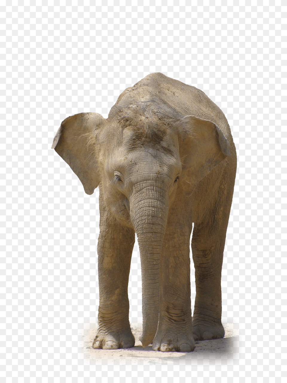 Elephant Front View, Animal, Mammal, Wildlife Png