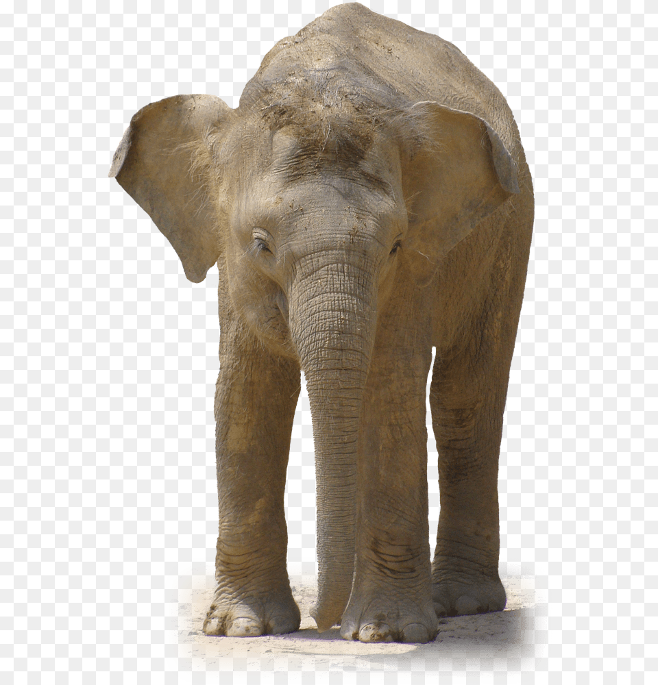 Elephant Front View Elephant, Animal, Mammal, Wildlife Free Png Download