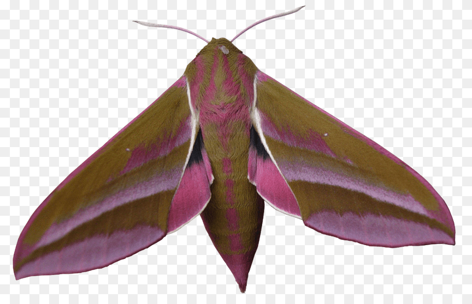 Elephant Hawk Moth, Animal, Butterfly, Insect, Invertebrate Free Png Download