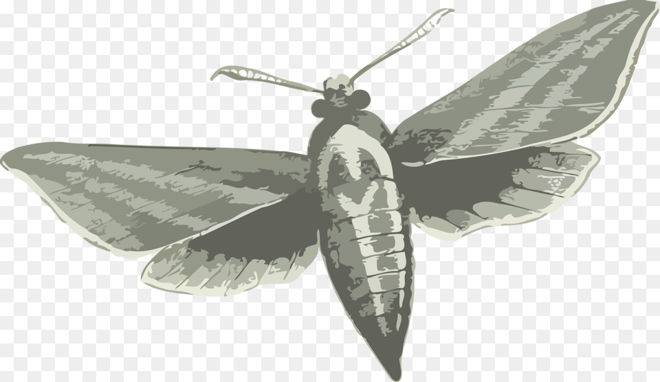 Elephant Hawk Moth, Animal, Insect, Invertebrate Png Image