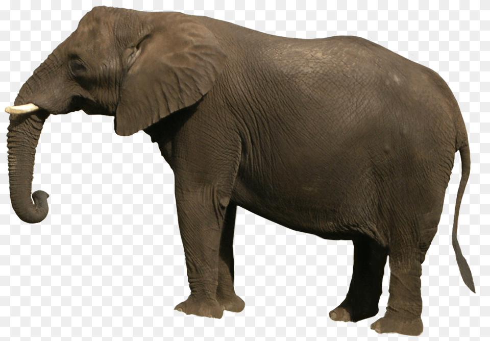 Elephant Hd, Animal, Mammal, Wildlife Png