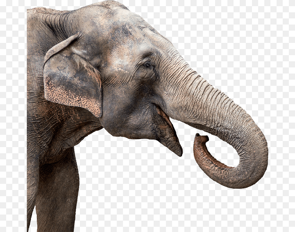 Elephant Head Cutout Elephant Head Animal, Mammal, Wildlife Free Transparent Png
