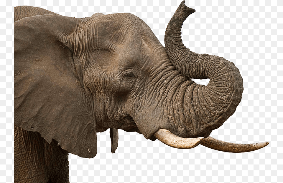 Elephant Head Images Background Elephant Head, Animal, Mammal, Wildlife Free Transparent Png