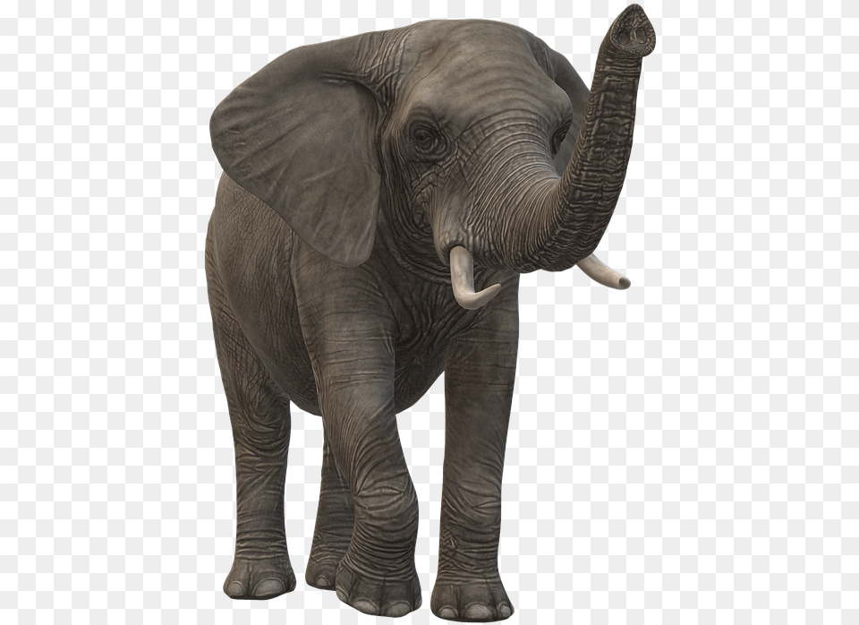 Elephant Icon Animal Figure, Mammal, Wildlife Free Transparent Png