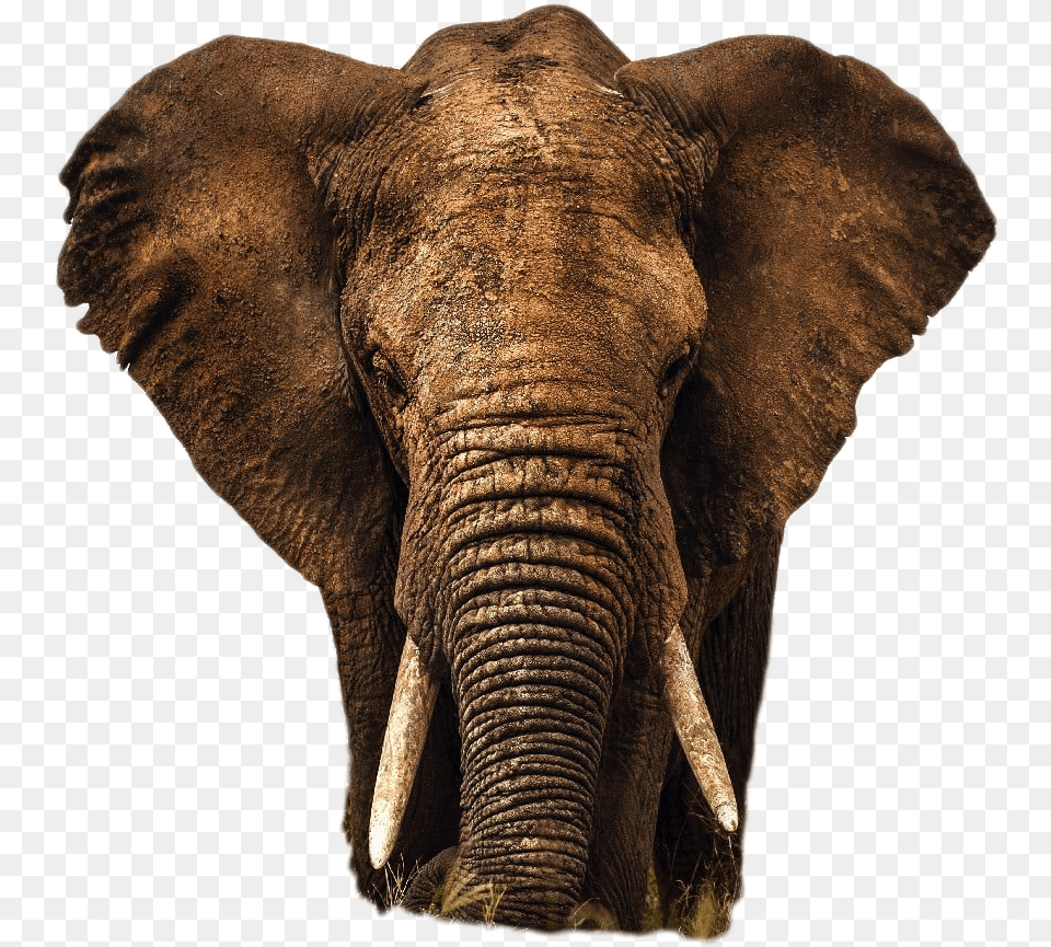 Elephant Image, Animal, Mammal, Wildlife Free Transparent Png