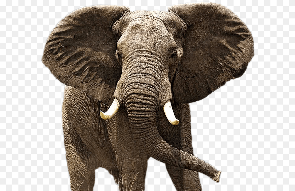 Elephant Image Animal Is Also Known As The Best Rain Detector, Mammal, Wildlife Free Png Download