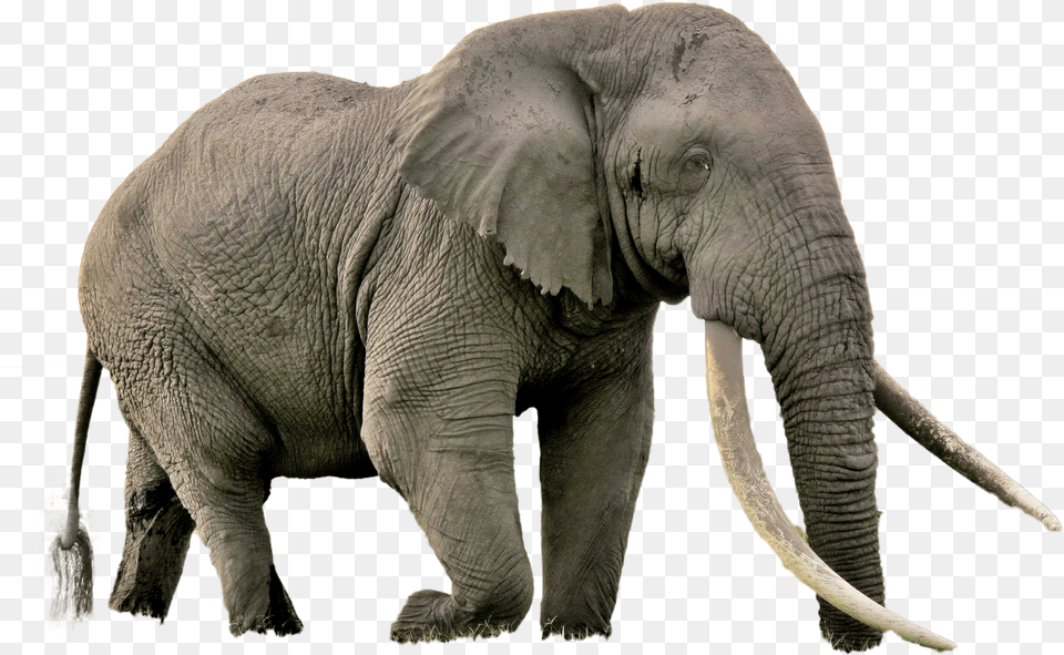 Elephant Image Biggest Animal In Africa Free Png