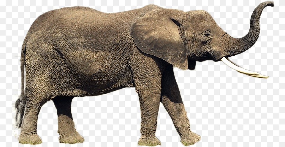 Elephant Image Indian Elephant, Animal, Mammal, Wildlife Free Png Download