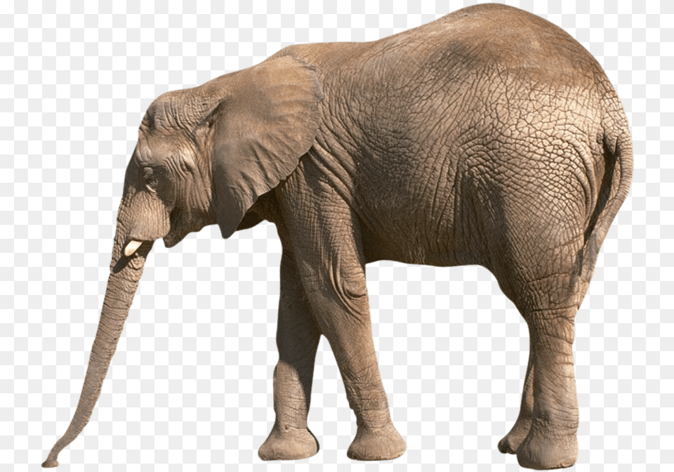 Elephant Images Reading Comprehension About Animals For Grade, Animal, Mammal, Wildlife Free Png Download