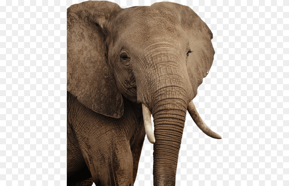 Elephant Indian Elephant, Animal, Mammal, Wildlife Free Transparent Png