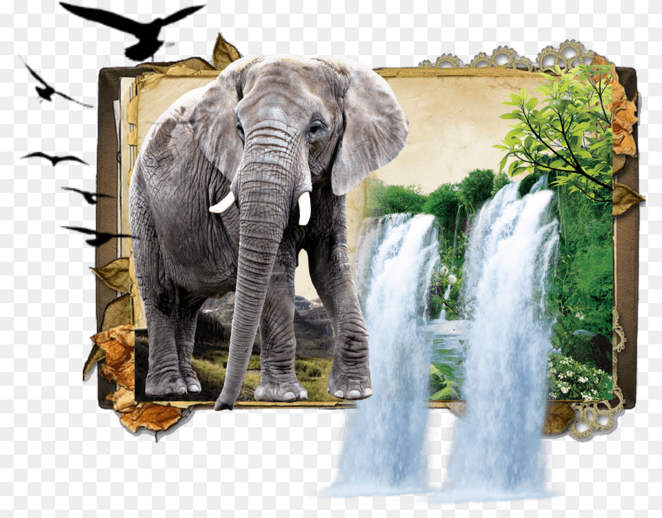 Elephant Jungle Book Dk925 Dk925designs Book Background Vintage Paper, Animal, Mammal, Wildlife, Outdoors Png