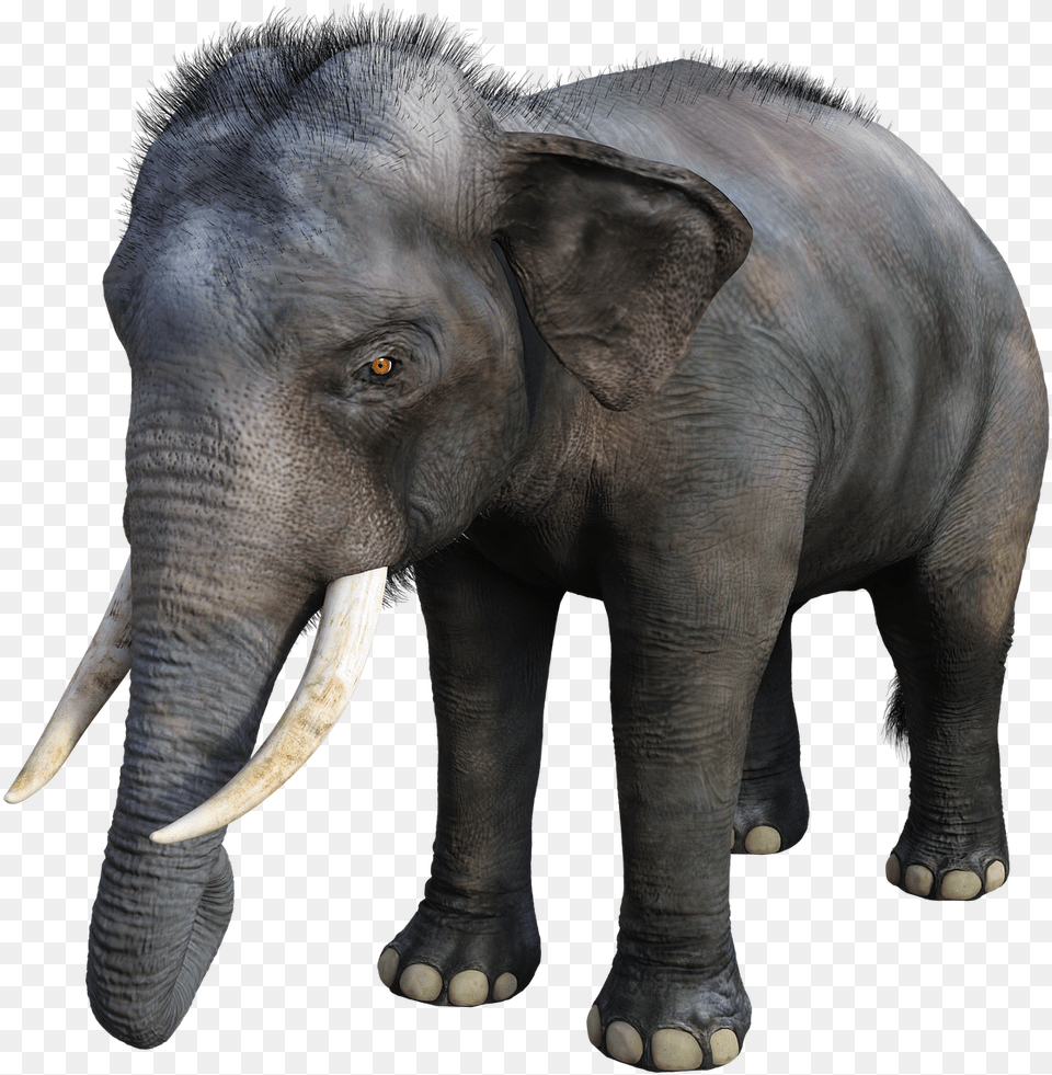 Elephant Large Tusks Image On Pixabay Animali In 3d Google, Animal, Mammal, Wildlife Png