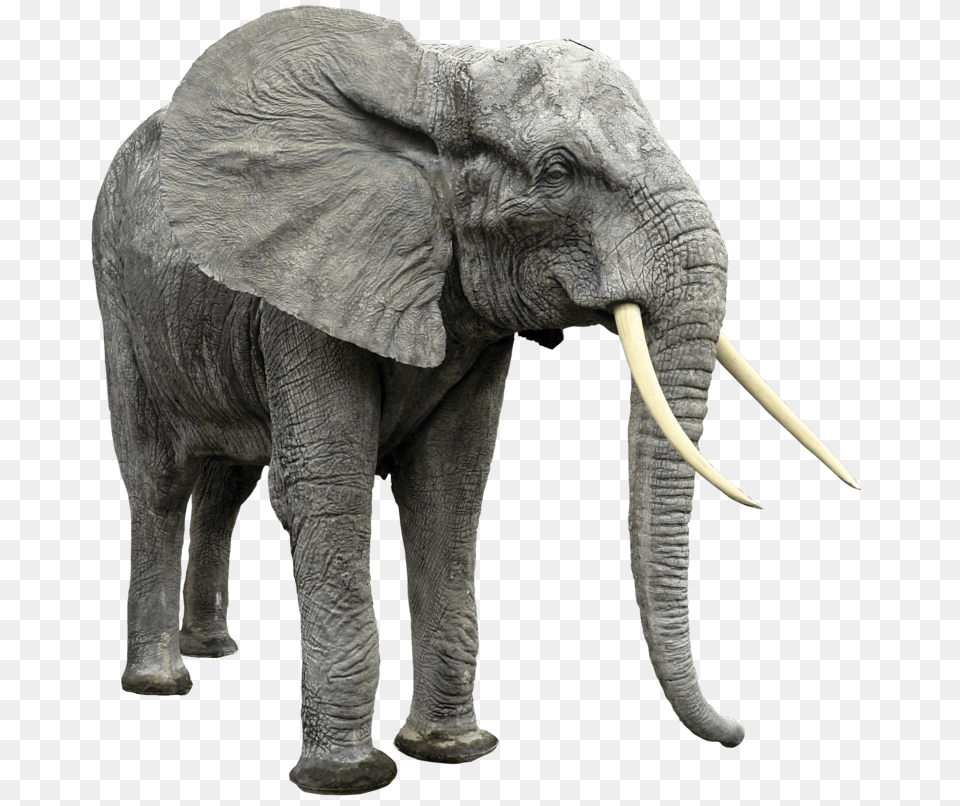 Elephant Looking Right, Animal, Mammal, Wildlife Free Transparent Png