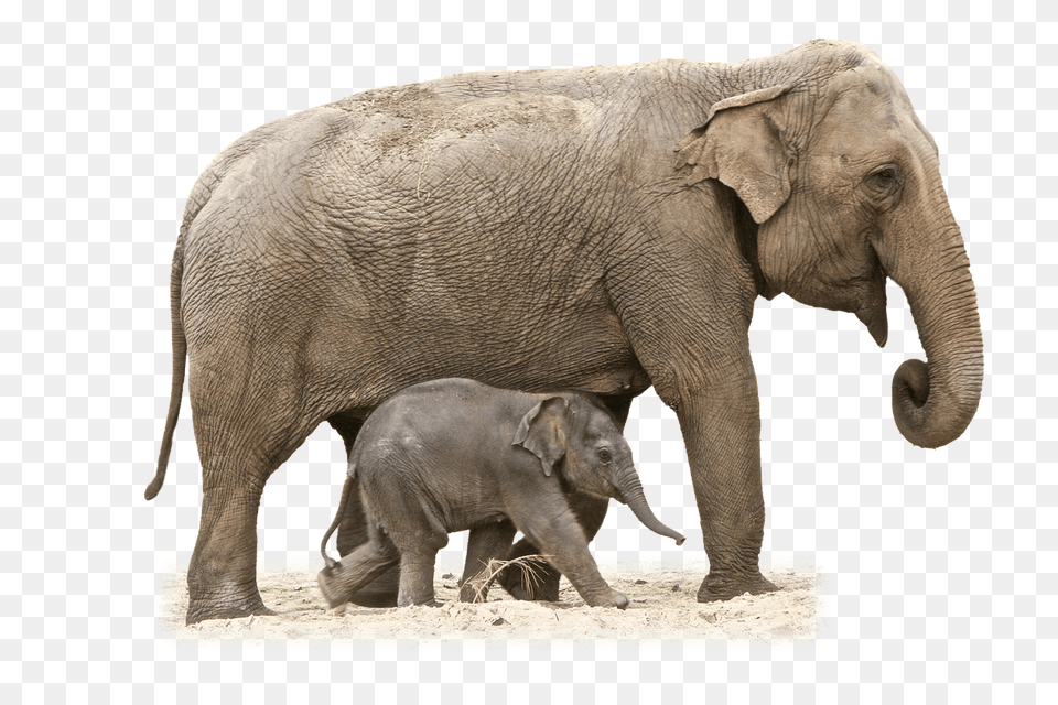 Elephant Mother And Calf, Animal, Mammal, Wildlife Free Png Download