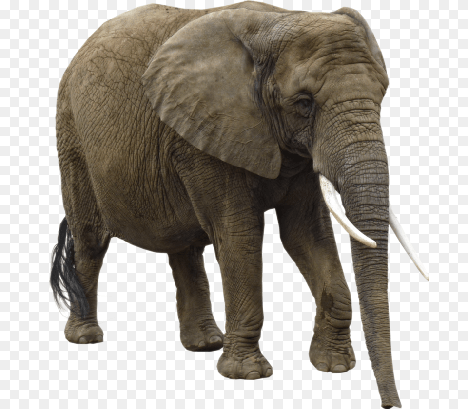 Elephant No Background, Animal, Mammal, Wildlife Png