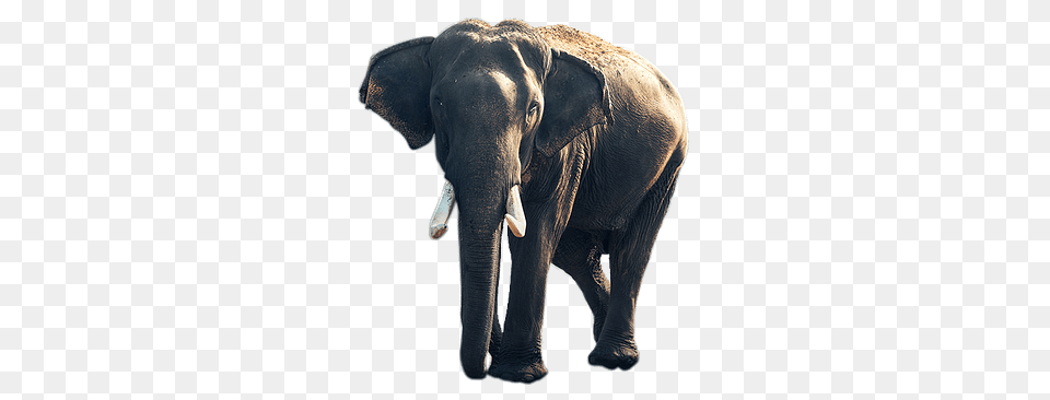 Elephant Old, Animal, Mammal, Wildlife Free Png Download