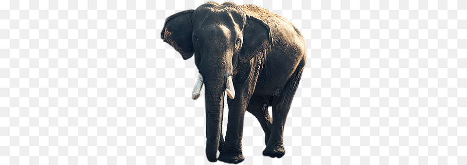 Elephant Old Stickpng Elephant Background Hd Iphone, Animal, Mammal, Wildlife Free Transparent Png