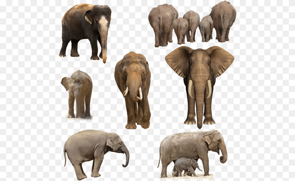 Elephant Pic, Animal, Mammal, Wildlife Free Transparent Png