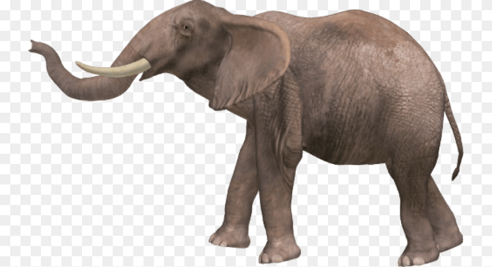 Elephant Pic Elephant, Animal, Mammal, Wildlife Png