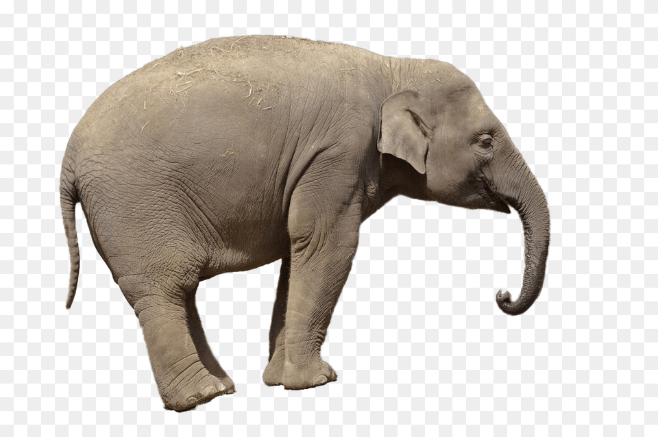 Elephant Side View, Animal, Mammal, Wildlife Png