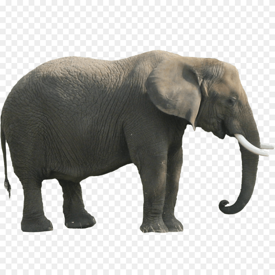 Elephant Sideview, Animal, Mammal, Wildlife Png