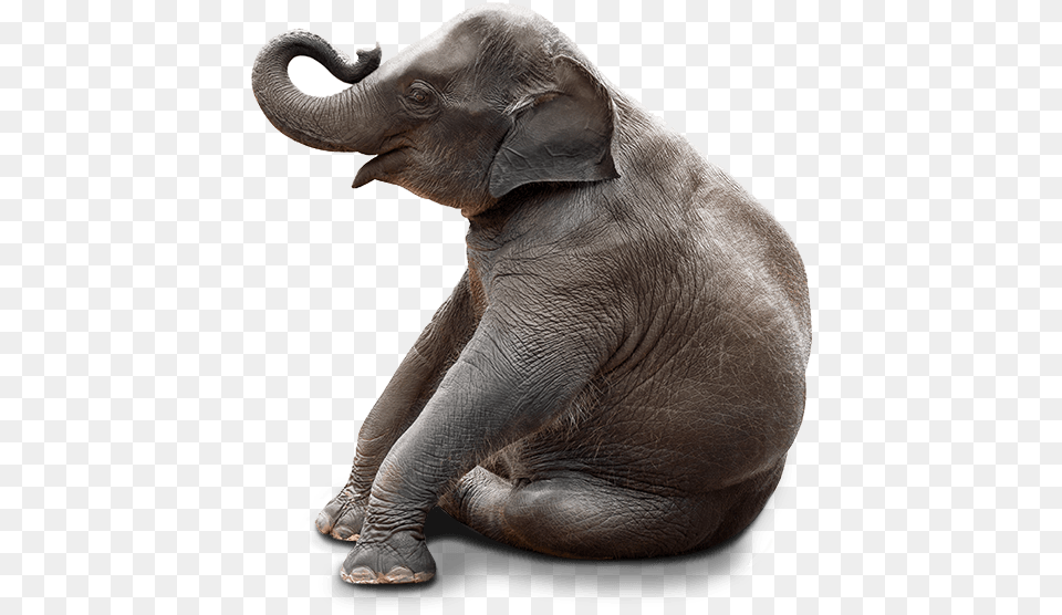 Elephant Sitting In Chair, Animal, Mammal, Wildlife Free Png Download