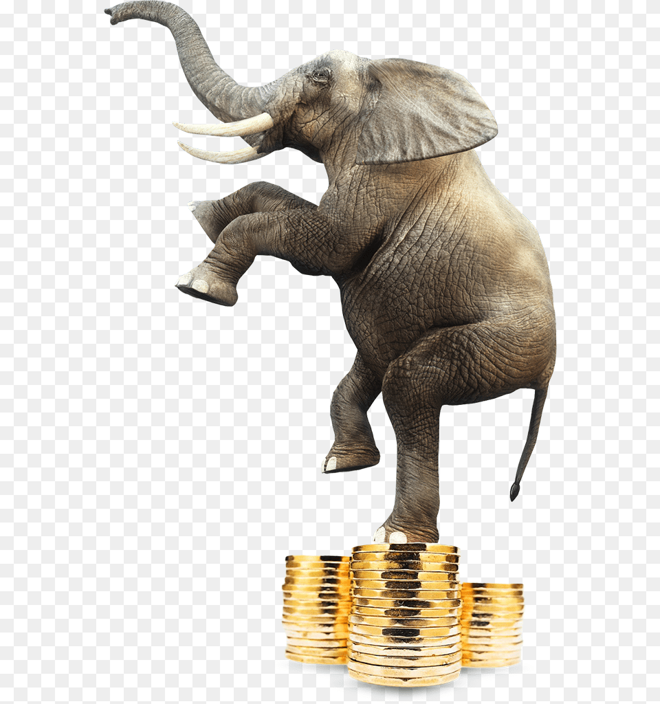 Elephant Standing On A Pile Of Coins, Animal, Mammal, Wildlife Free Transparent Png
