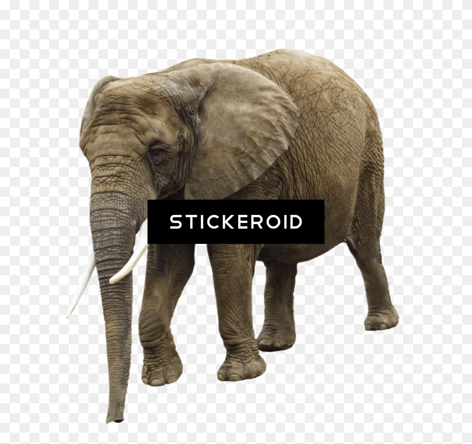 Elephant Transparent Background, Animal, Mammal, Wildlife Png Image