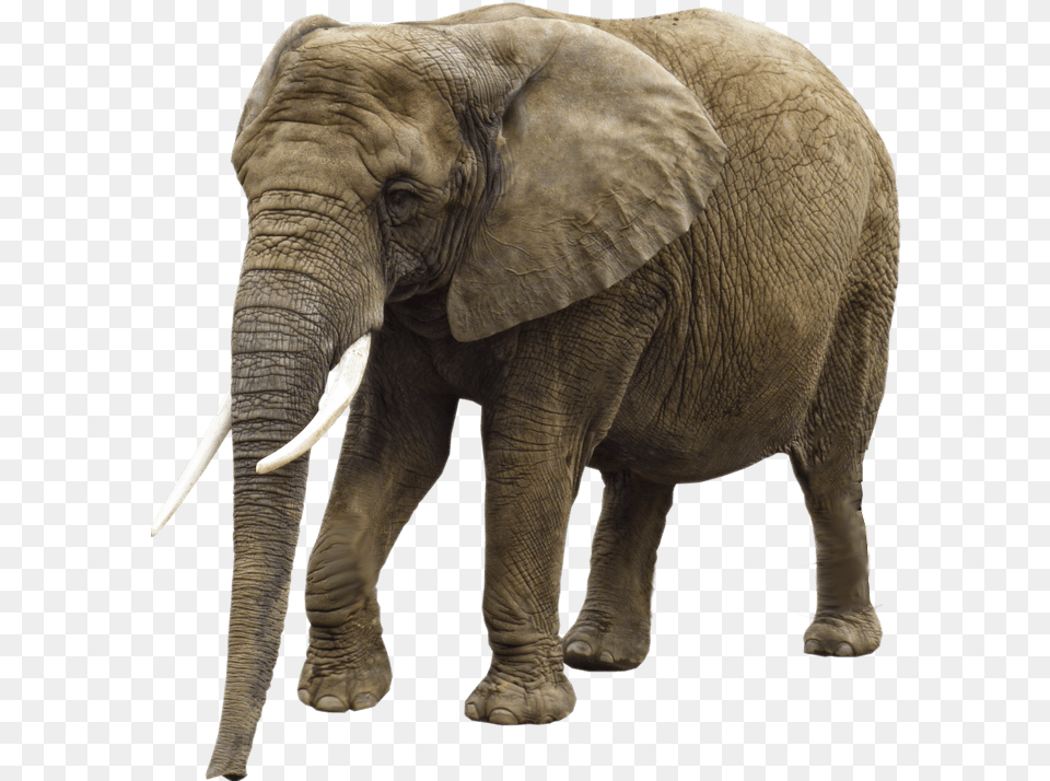 Elephant Transparent Background Animal Girl Trampled By Elephant, Mammal, Wildlife Free Png