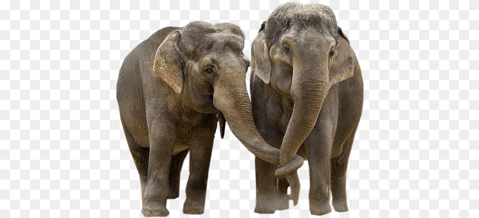 Elephant Transparent Background Cute Elephant, Animal, Mammal, Wildlife Png Image