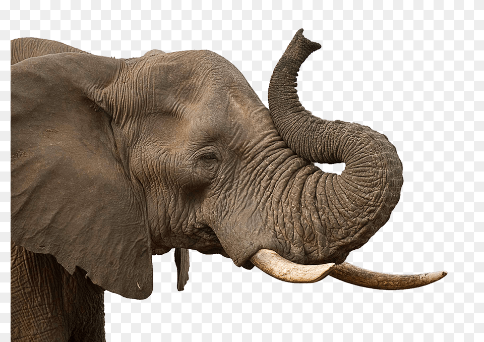 Elephant Transparent Background Elephant Trunk, Animal, Mammal, Wildlife Free Png Download