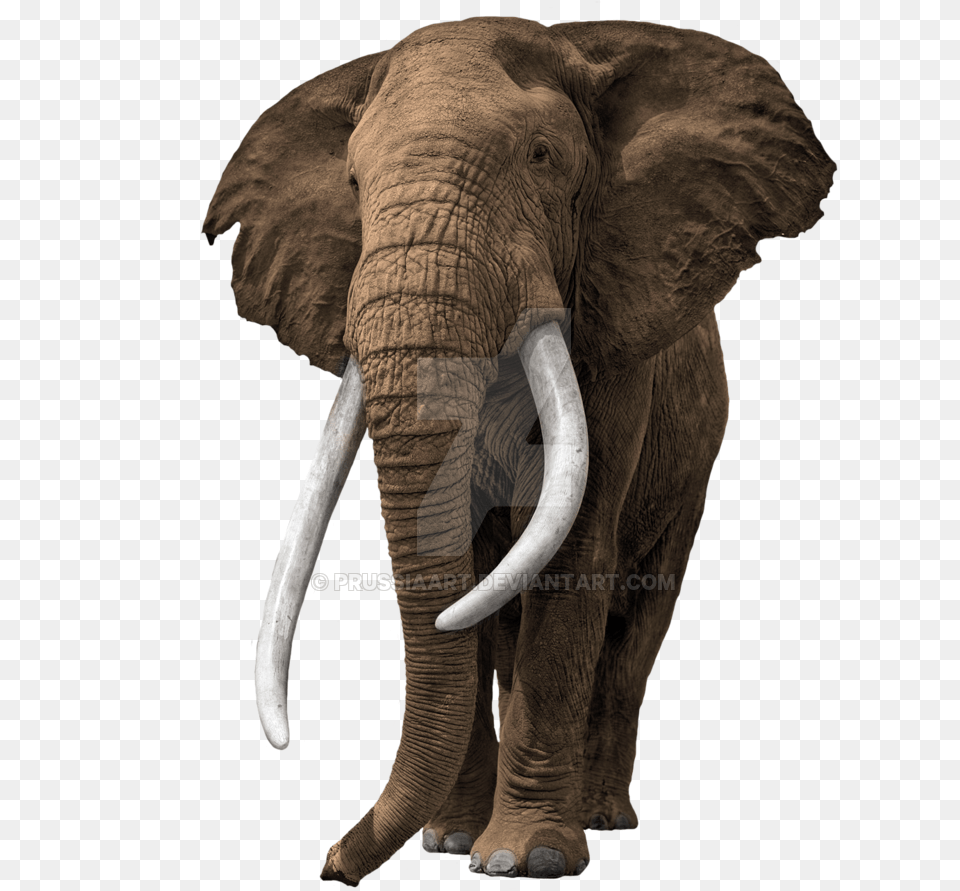 Elephant Transparent Background Prussiaart Old African Bull Elephant, Animal, Mammal, Wildlife Free Png