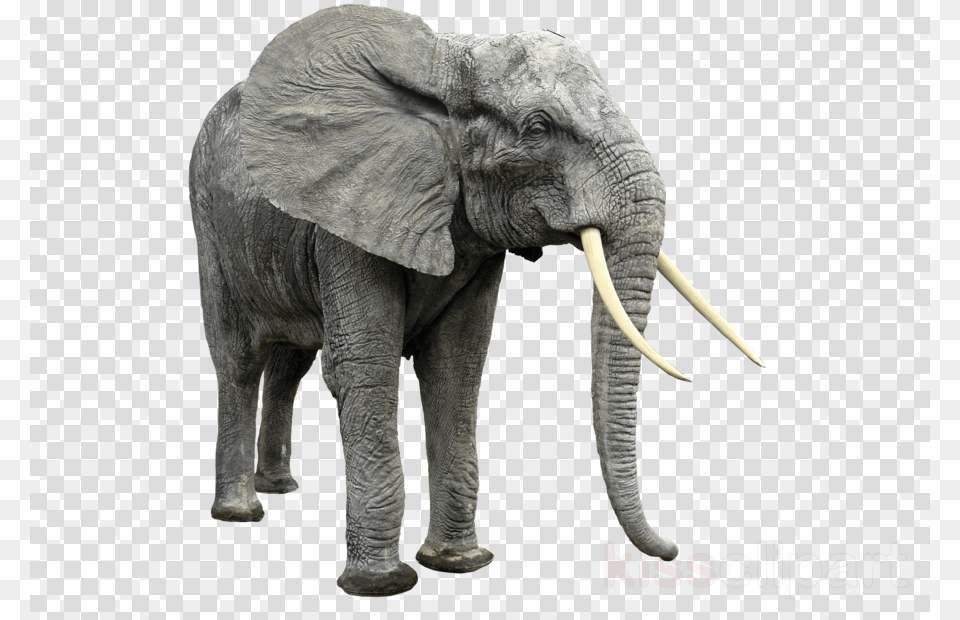 Elephant Transparent Clipart African Bush Elephant Endangered Species Transparent, Animal, Mammal, Wildlife Free Png