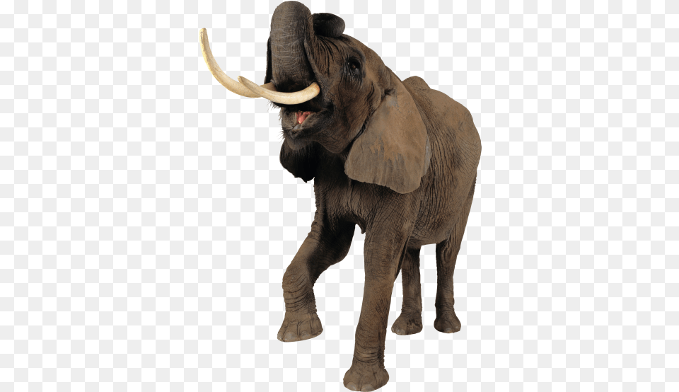 Elephant Transparent Image And Clipart Elephant, Animal, Mammal, Wildlife Free Png Download