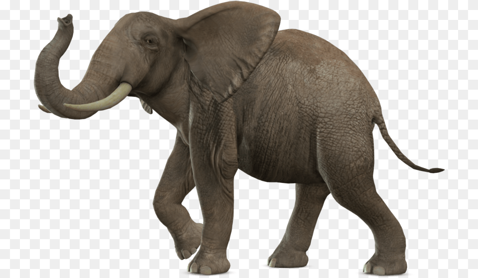 Elephant Transparent Elephant, Animal, Mammal, Wildlife Png Image