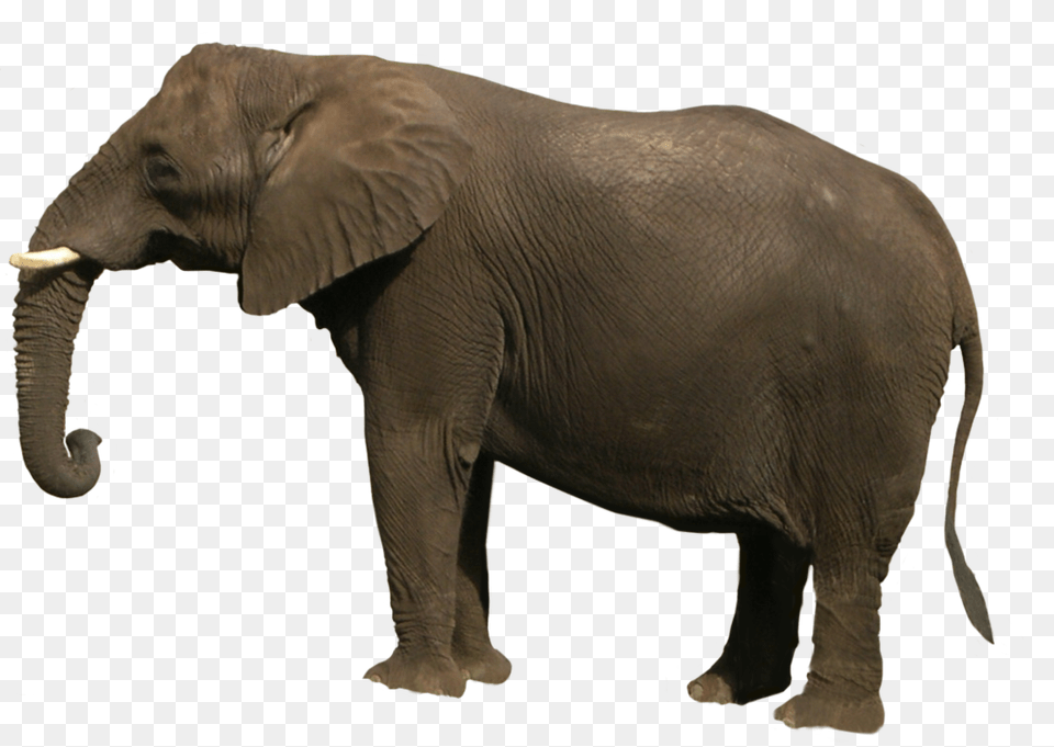 Elephant Transparent Images, Animal, Mammal, Wildlife Png