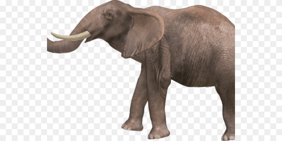 Elephant Transparent Images Animal With Name High Resolutions, Mammal, Wildlife Png Image