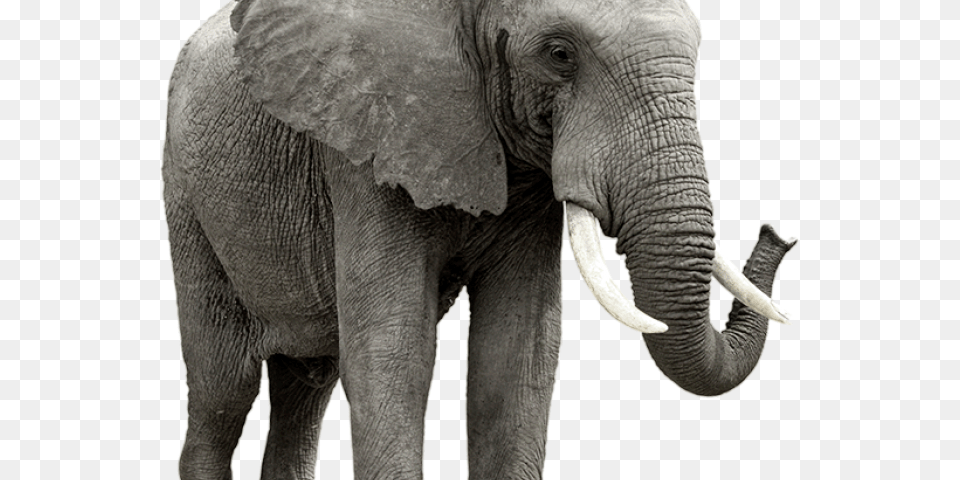 Elephant Transparent Images Homeothermic Animals List, Animal, Mammal, Wildlife Png Image