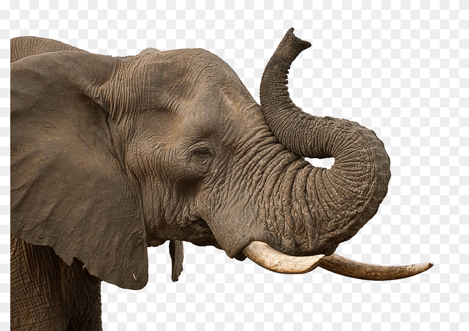 Elephant Trunk, Animal, Mammal, Wildlife Free Png Download